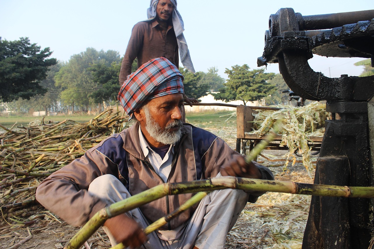 sugar cane, man, machine, punjab, jaggery, punjab, jaggery, jaggery, jaggery, jaggery, jaggery